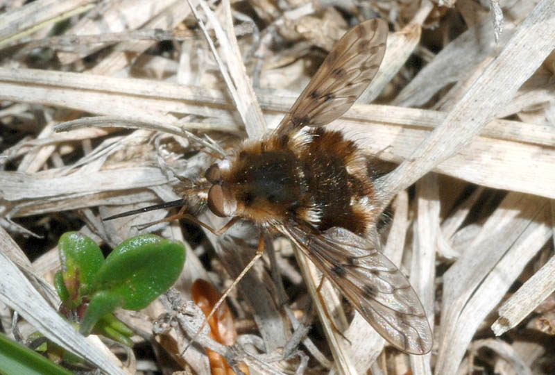 Bombylidae